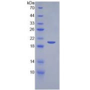 SDS-PAGE analysis of recombinant Mouse Kit Ligand (KITLG) Protein.