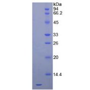 SDS-PAGE analysis of Human SDF1 Protein.