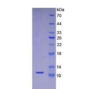 SDS-PAGE analysis of Mouse SDF1 Protein.