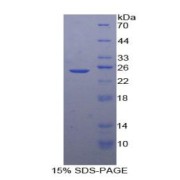 SDS-PAGE analysis of Human SDF2 Protein.