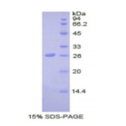 SDS-PAGE analysis of Human SDF4 Protein.