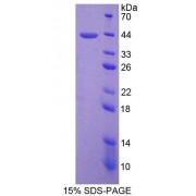 SDS-PAGE analysis of recombinant Human SPD Protein.