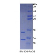 SDS-PAGE analysis of Rat Synuclein alpha Protein.