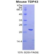 SDS-PAGE analysis of Mouse TDP43 Protein.