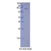 abx069254