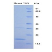 SDS-PAGE analysis of Mouse TAFI Protein.