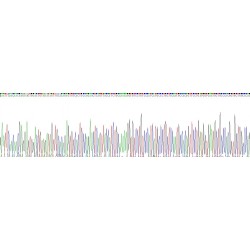 Rat Thrombospondin 1 (THBS1) Protein