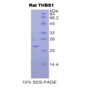 SDS-PAGE analysis of Rat Thrombospondin 1 Protein.