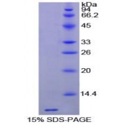 SDS-PAGE analysis of Horse Thymosin beta 4 Protein.