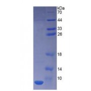 SDS-PAGE analysis of Human Thymosin beta 4 Protein.