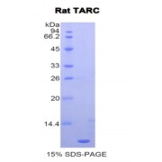 SDS-PAGE analysis of Rat TARC Protein.