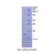 SDS-PAGE analysis of Dog TIMP2 Protein.