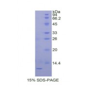 SDS-PAGE analysis of Horse TIMP2 Protein.