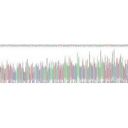 Human Toll Like Receptor 5 (TLR5) Protein