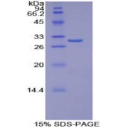 SDS-PAGE analysis of Human Torsin 1B Protein.