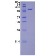 SDS-PAGE analysis of Mouse TFAM Protein.
