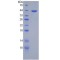 Human Transferrin (TF) Protein
