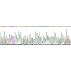 Pig Transferrin (TF) Protein