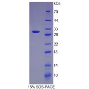 abx069406