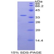 abx069408