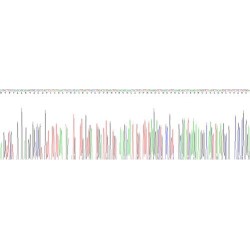 Rat Transferrin Receptor Protein 1 / CD71 (TFRC) Protein