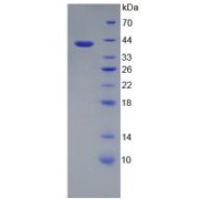 SDS-PAGE analysis of Human TFR2 Protein.