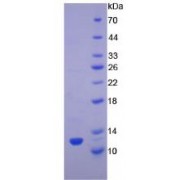 SDS-PAGE analysis of Rat TGFa Protein.