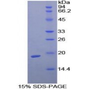 SDS-PAGE analysis of Guinea Pig TGFb1 Protein.