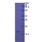 abx069424