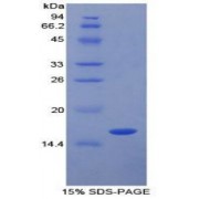 SDS-PAGE analysis of recombinant Pig TGFb1 Protein.