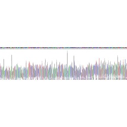 Pig Transforming Growth Factor Beta 1 (TGFb1) Protein