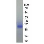 SDS-PAGE analysis of Human TGFb1I1 Protein.