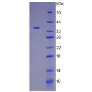 SDS-PAGE analysis of Human TGFb3 Protein.