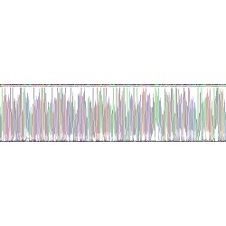 Cow Transthyretin (TTR) Protein