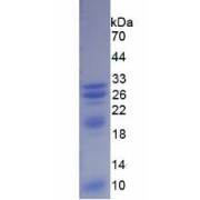 SDS-PAGE analysis of Human TREM1 Protein.