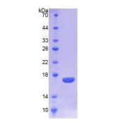 abx069480
