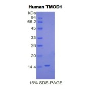 SDS-PAGE analysis of Human Tropomodulin 1 Protein.