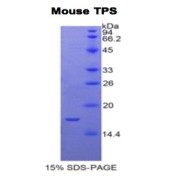 SDS-PAGE analysis of recombinant Mouse Tryptase Alpha / Beta-1 (TPSAB1) protein.