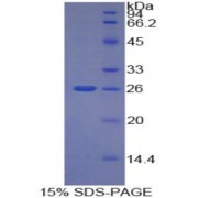 SDS-PAGE analysis of Mouse TNFSF14 Protein.