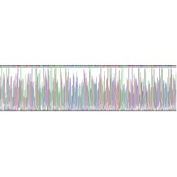 Rat Tumor Necrosis Factor Ligand Superfamily Member 14 / LIGHT (TNFSF14) Protein