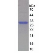 abx069560