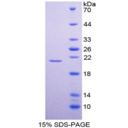 SDS-PAGE analysis of Mouse TNFRSF4 Protein.