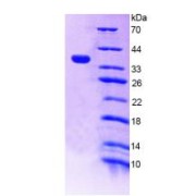 SDS-PAGE analysis of Mouse TRAIL Protein.