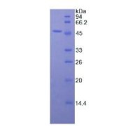 SDS-PAGE analysis of Rat TNFSF10 Protein.