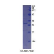 SDS-PAGE analysis of Pig Tyrosinase Protein.
