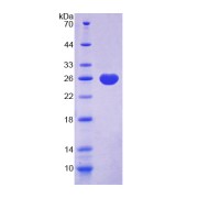 abx069585