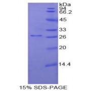 SDS-PAGE analysis of Mouse UCHL1 Protein.