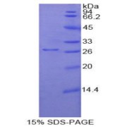 abx069586