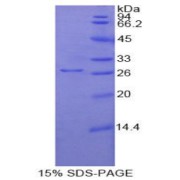 SDS-PAGE analysis of Mouse UCHL1 Protein.