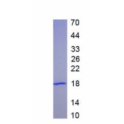 SDS-PAGE analysis of recombinant Mouse Mitochondrial Uncoupling Protein 2 (UCP2) Protein.